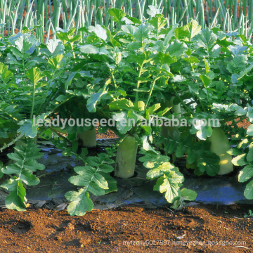 R03 Nanpangzhou late maturity white radish seeds, op seeds for planting